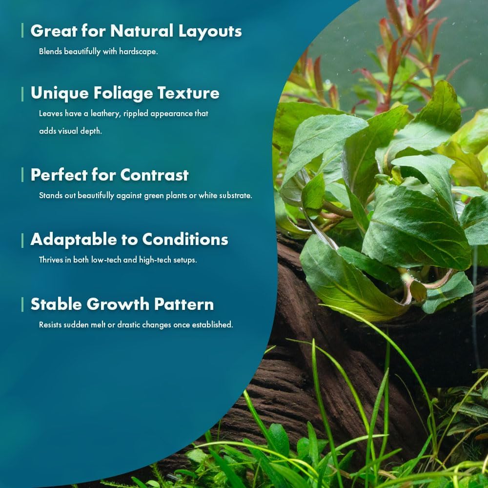 Live Plants - Staurogyne Bihar (Staurogyne sp. Bihar) - Moderate to High Light Aquarium Display, Olive Green Accent, Foreground to Midground Aquascaping - Pot