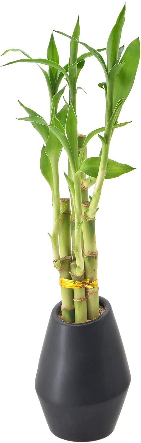 5-Stem Lucky Bamboo, Live Indoor Plant in Dimension II Ceramic Planter for Home, Work, or Gift, Black ***Cannot Ship to Hawaii***
