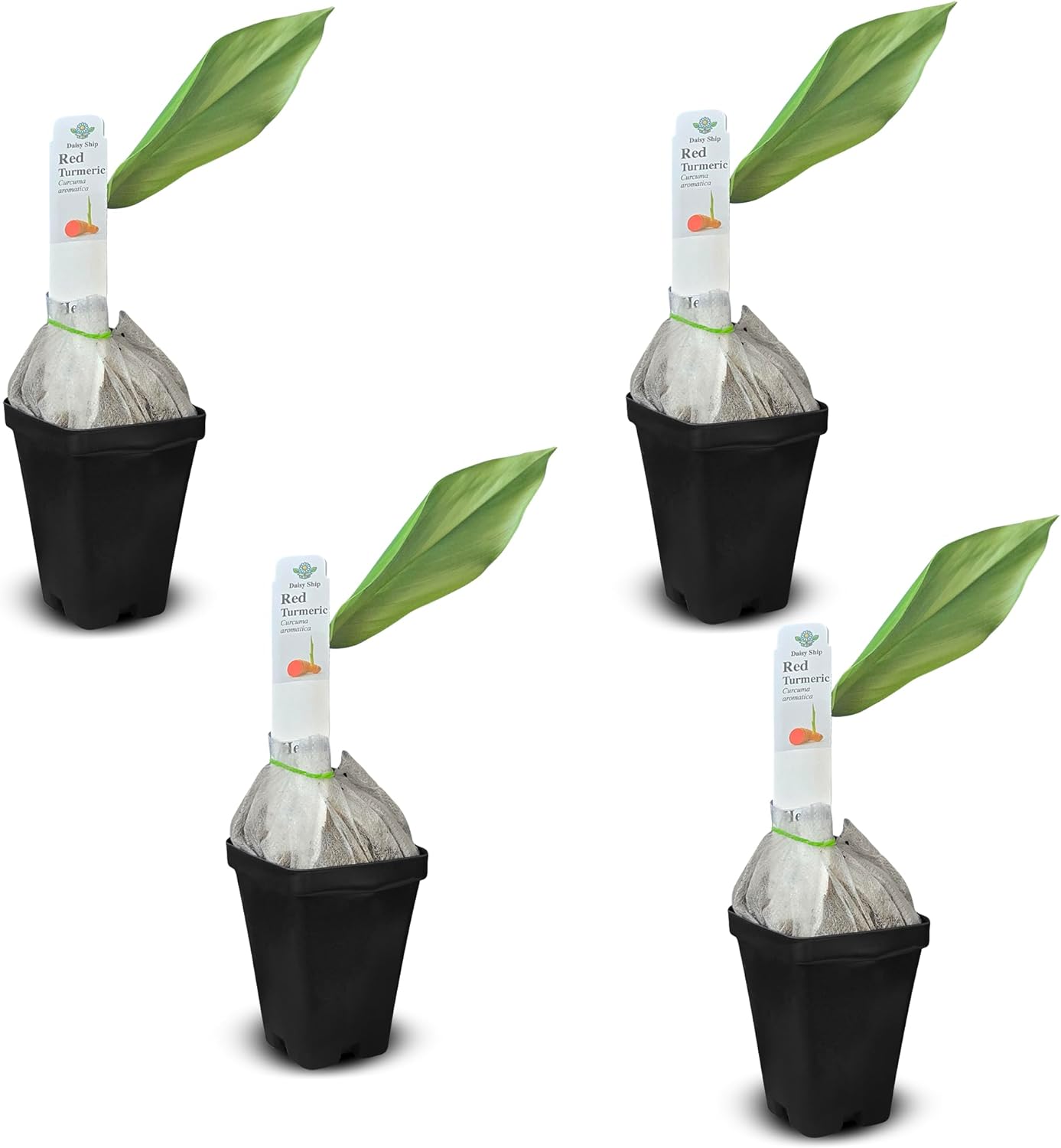 Live Red Turmeric Plants (Curcuma Longa) - Healthy Rhizome and Plant for Home Gardening & Medicinal Use (4 red Turmeric Cups)