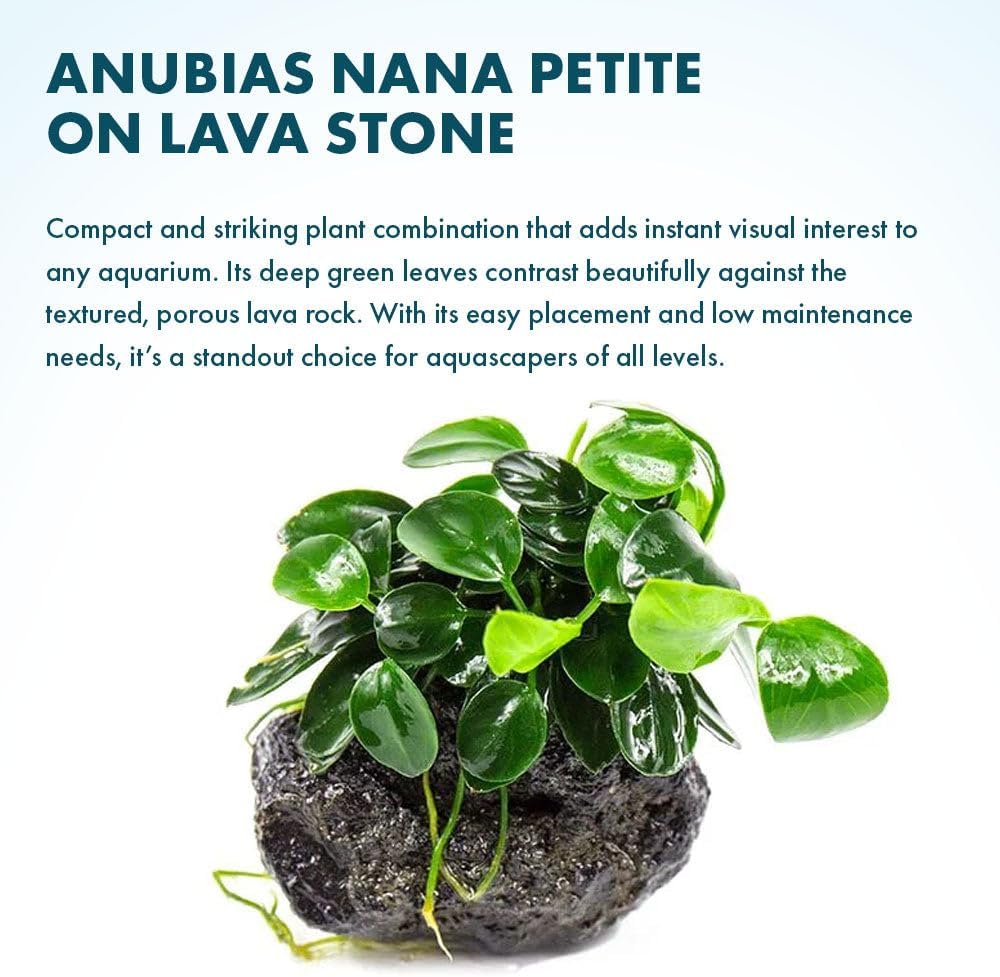 Live Plants – Anubias Nana Petite (Anubias barteri VAR. Nana 'Petite') – Low to Moderate Light, Deep Green Tiny Rounded Leaves, Foreground Placement - Planted Decor, 3 Pack