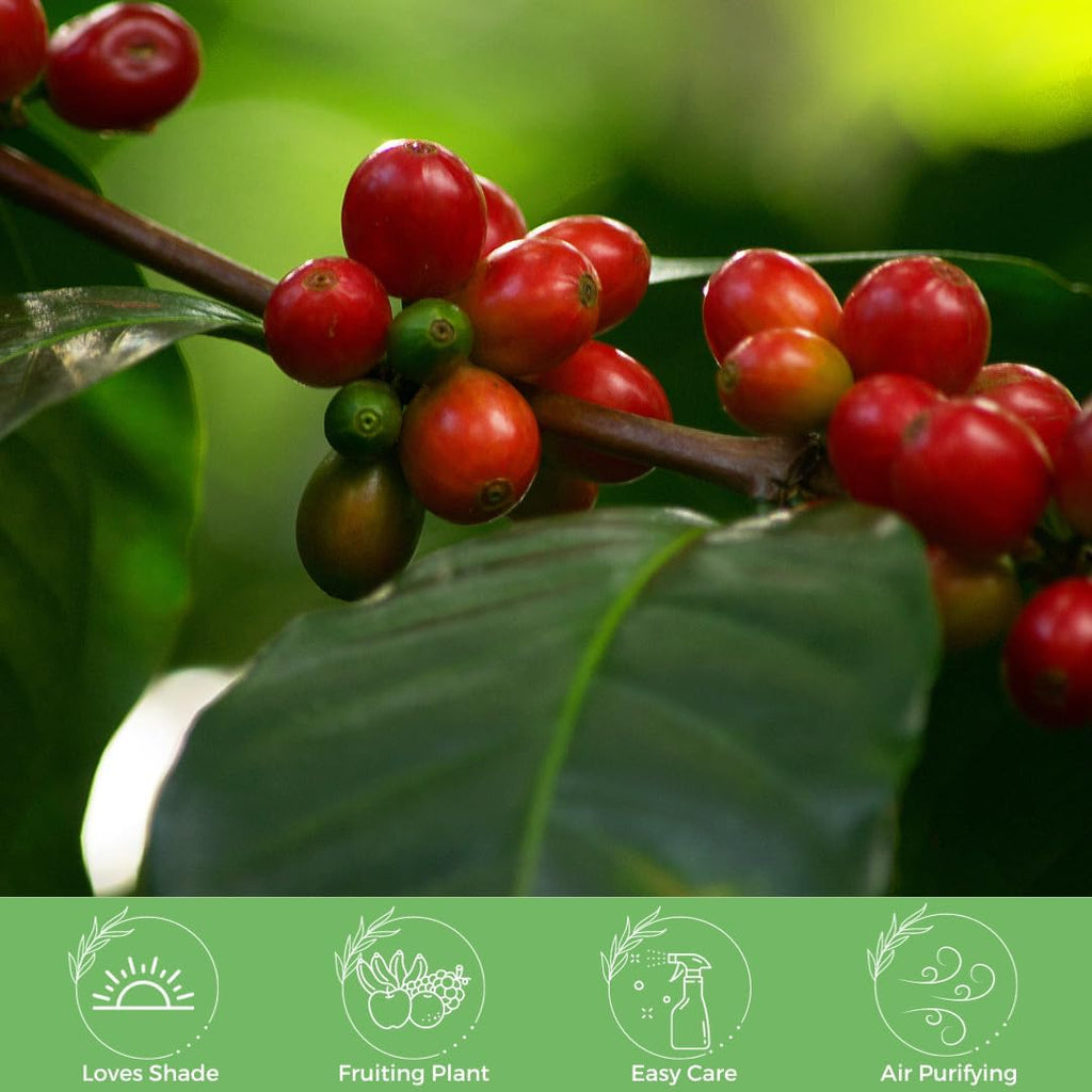 American Plant Exchange Arabica Coffee Live Plant, 4-Inch Pot, Fruiting Indoor Houseplant, Easy Care, Shiney Green Foliage