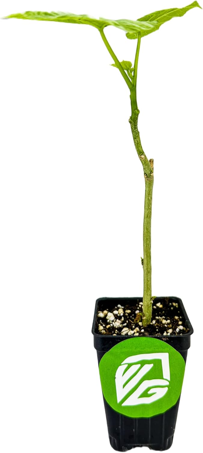 Auntie Lilli's™ South Sea Salad BeLe Tree - Abelmoschus Manihot - Wellspring Gardens Starter Plant - Edible Greens & Hibiscus Like-Flower Live Plant - Indoor & Outdoor Growing & Planting for Garden