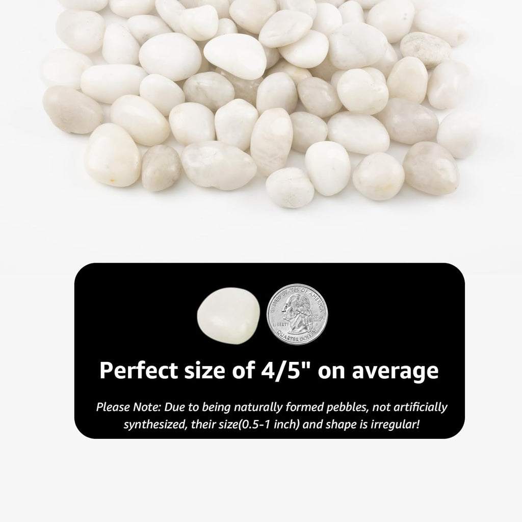 River Rocks - Natural Polished White Pebbles, 0.5-1 inch, 10 Lbs - Ideal for Indoor Planting, Vase Filling, Aquarium Decoration, and Garden Landscaping (White, Weight: 10 LB)