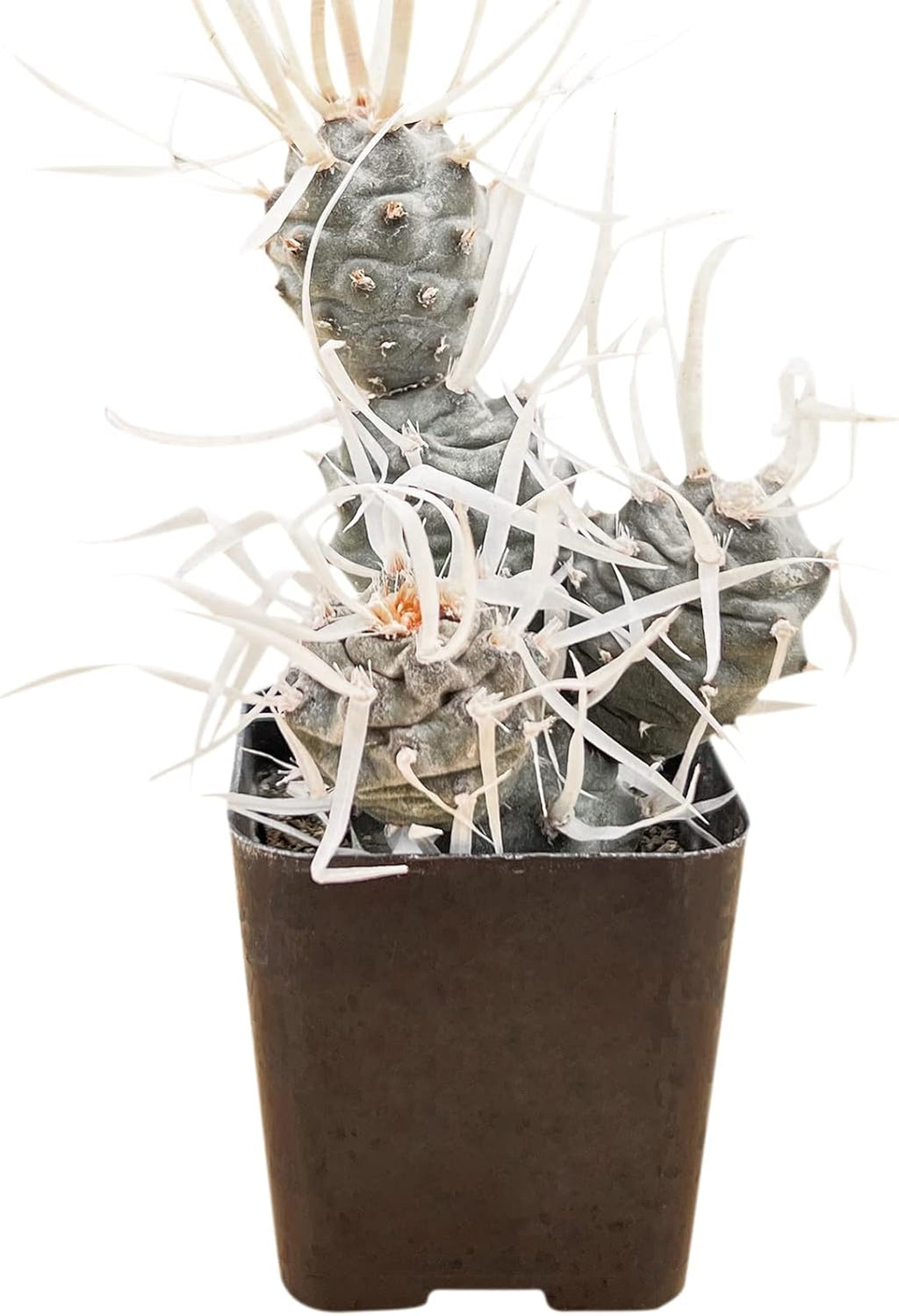 Sprout N Green Paper Spine Cactus, Live Tephrocactus articulatus VAR. papyracanthus, Cactus Plant Fully Rooted in 2" Pots with Soil Mix, Houseplant for Indoor Outdoor Home Office Decor