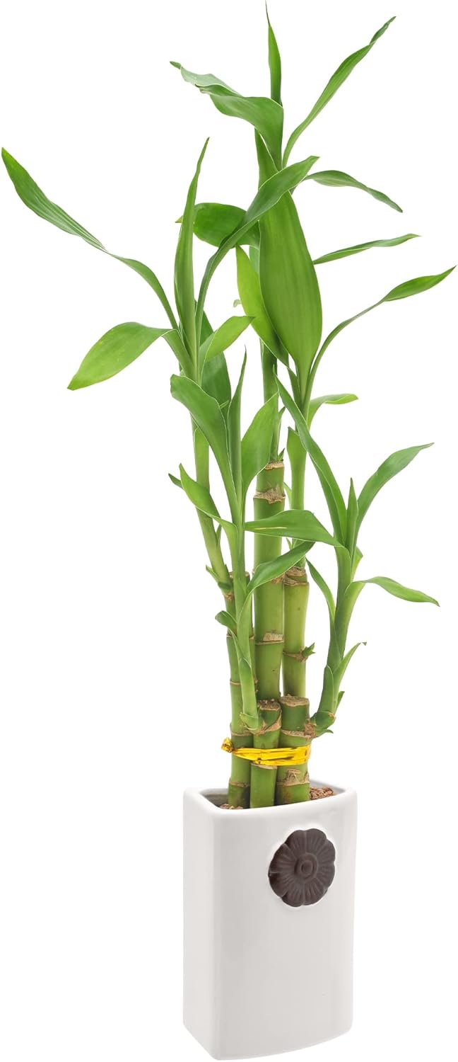 5-Stem Lucky Bamboo, Live Indoor Plant in Contour II Ceramic Planter for Home, Work, or Gift, White ***Cannot Ship to Hawaii***