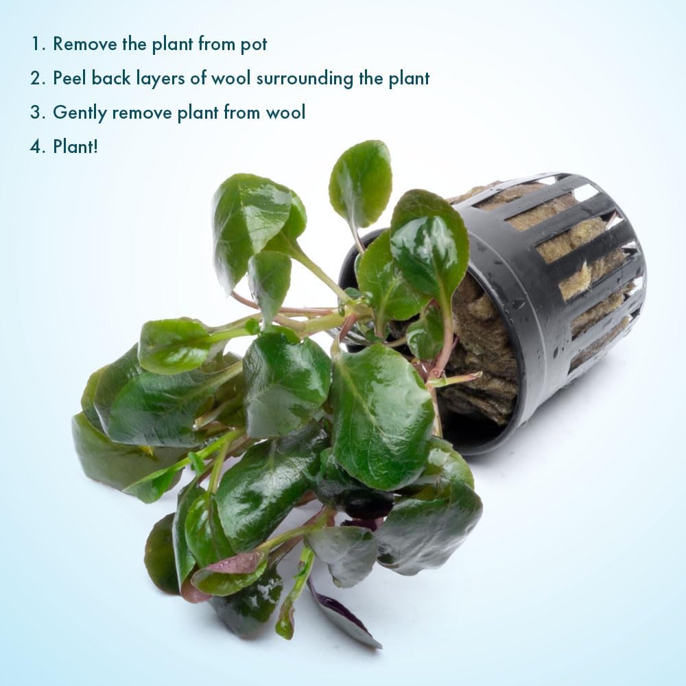 Live Plants - Cardinal Flower (Lobelia cardinalis) - Moderate to High Light Aquarium Display, Bright Green Accent, Midground Placement for Aquascaping, Stem Aquatic Plant - Pot