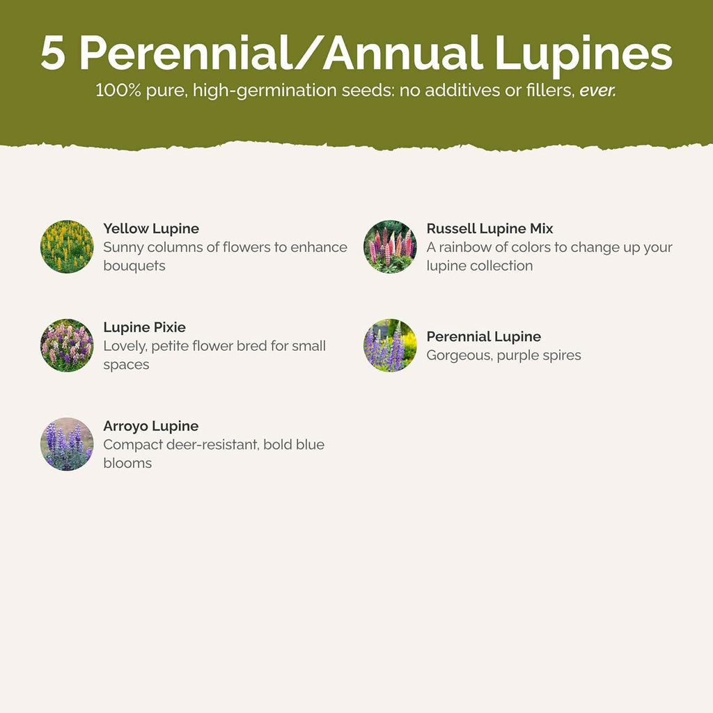 Eden Brothers Lupine Flower Mixed Seeds for Planting, 1 lb, 480,000+ Seeds with Russell, Arroyo, Yellow, Sky Lupine | Attracts Pollinators, Plant in Spring or Fall, Zones 3, 4, 5, 6, 7, 8, 9, 10