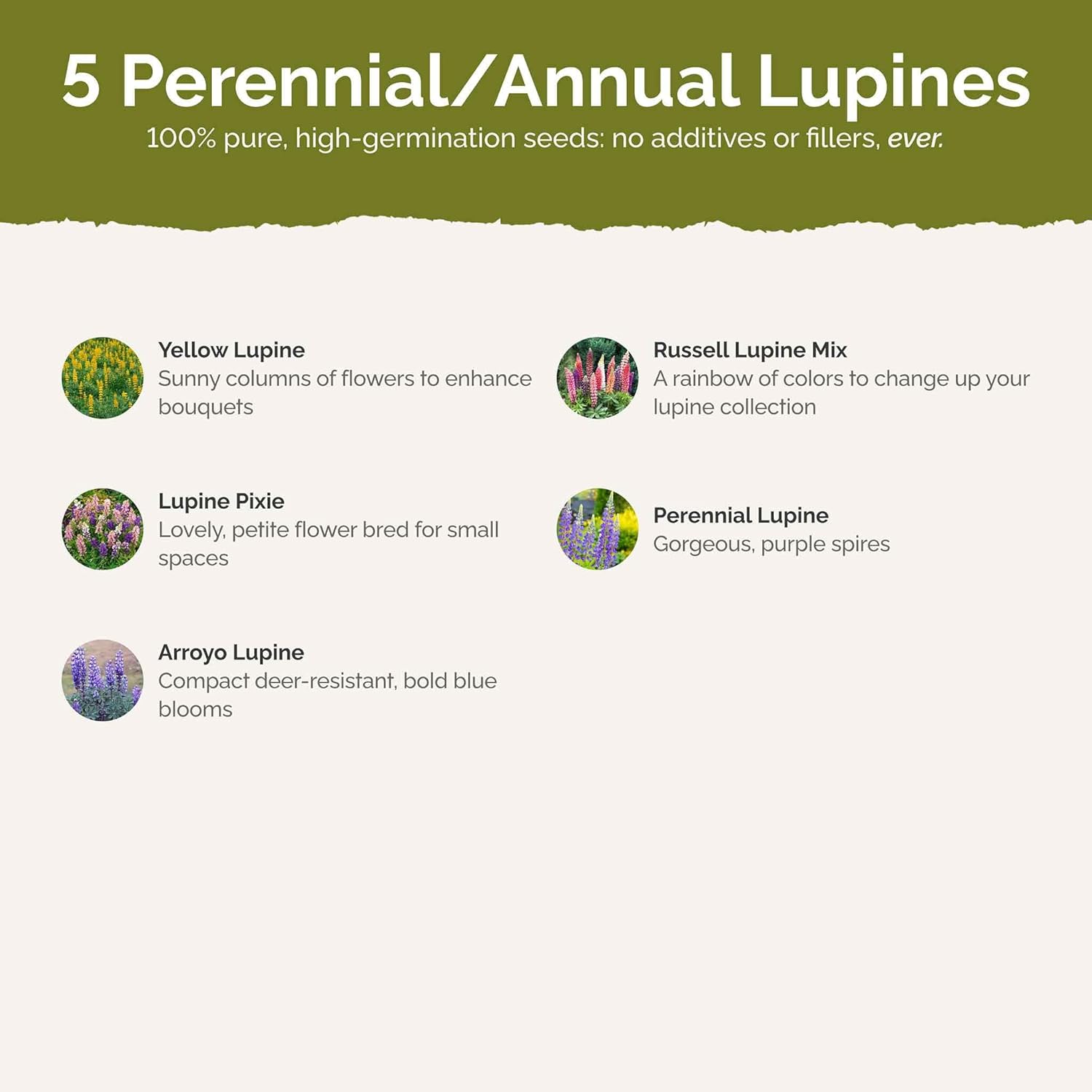 Eden Brothers Lupine Flower Mixed Seeds for Planting, 5 lb, 2,400,000+ Seeds with Russell, Arroyo, Yellow, Sky Lupine | Attracts Pollinators, Plant in Spring or Fall, Zones 3, 4, 5, 6, 7, 8, 9, 10