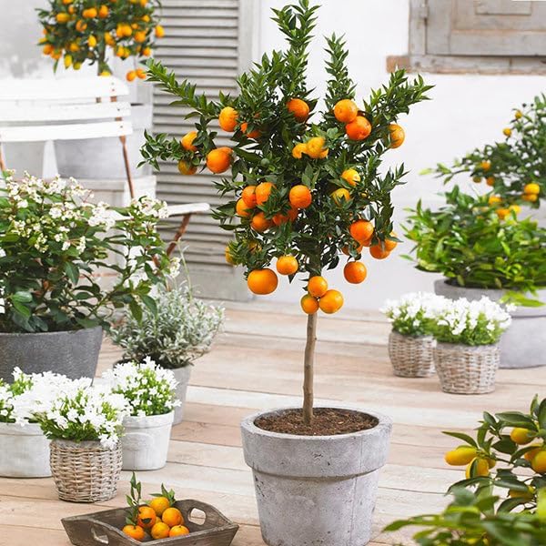 Brighter Blooms - Owari Satsuma Mandarin Tree, 1-2 ft, - No Shipping To AL, AZ, CA, FL, GA, LA, OR, TX
