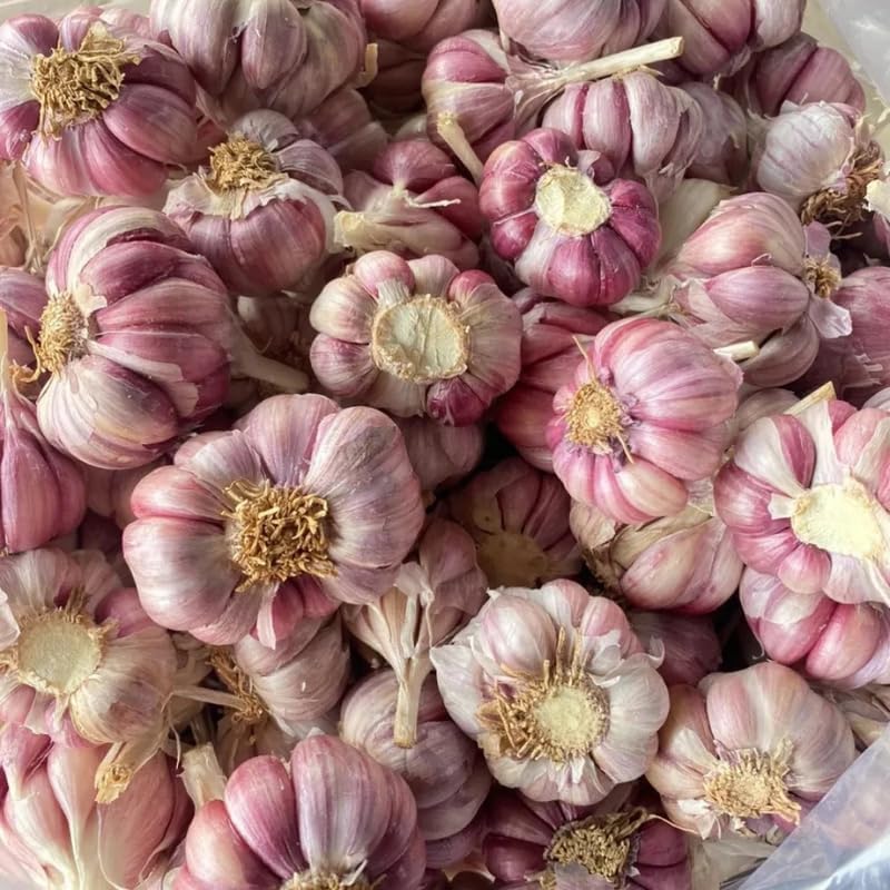 8 Garlic for Planting in Fall Hardneck, Purple Stripe Garlic Bulbs for Planting, Fresh and High Yield Bulb Variety Pack, Hardy and Fast Growing