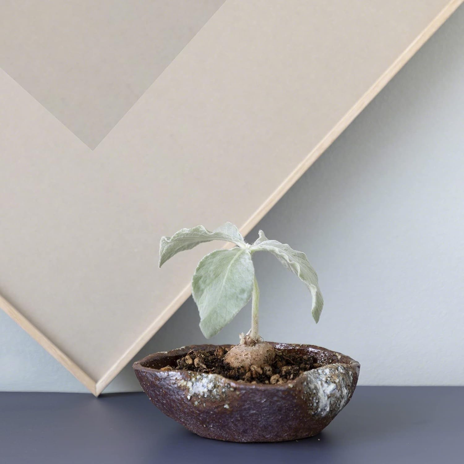 Wazakura Shigaraki Series Handmade Leaf Shaped Ceramic Bonsai Pot with Drainage Hole, 5.9 in (150 mm) Made in Japan, Garden Training Container, Flower Planter, Succulent Bowl - Red Brown