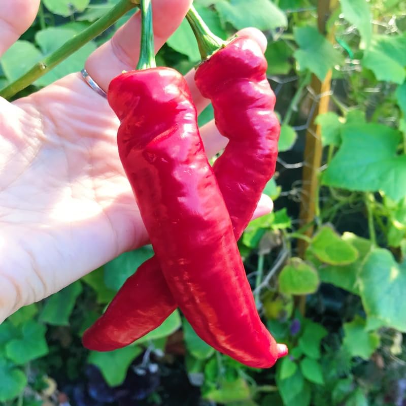 Set 2 Red Long and Hot Pepper Live Plants, 90 Days Old Live Pepper Chili Plant for Spring Planting