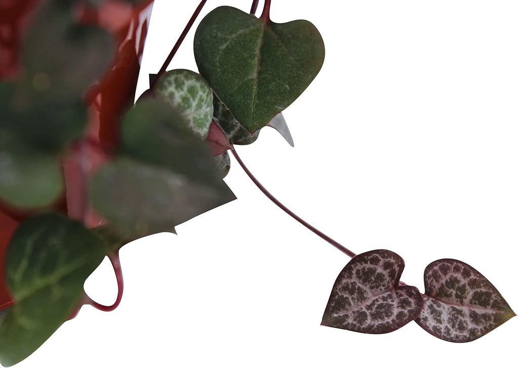 Live Succulent 4" String of Hearts, Succulents Plants Live, Succulent Plants Fully Rooted, Hanging House Plant for Home Office Decoration, DIY Projects, Party Favor Gift by The Succulent Cult