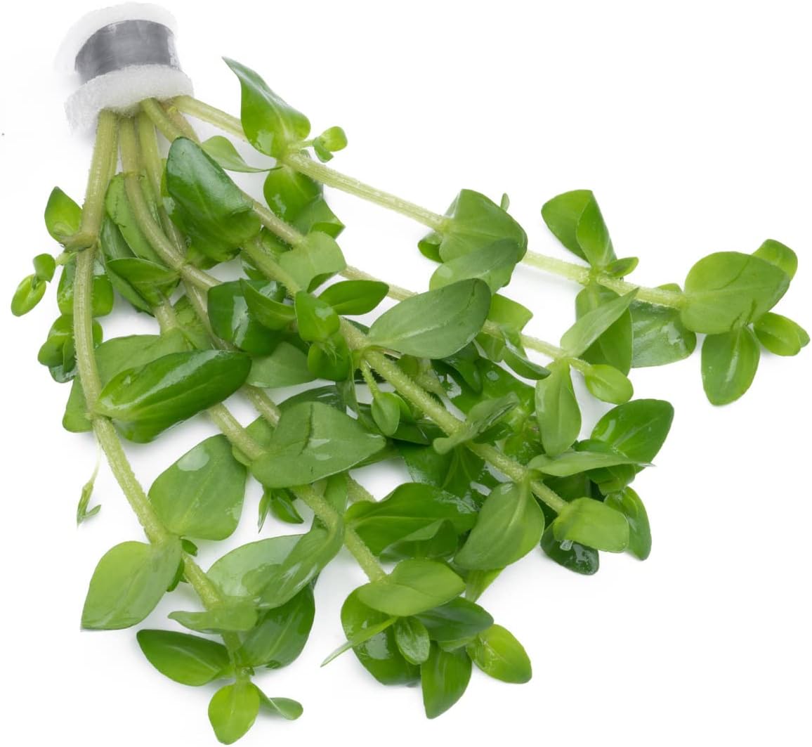 Live Aquarium Red Stem Plants - Freshwater Aquatic Plant for Fish Tanks, Aquascaping - (Ludwigia Natans Super, 1 Bunch)