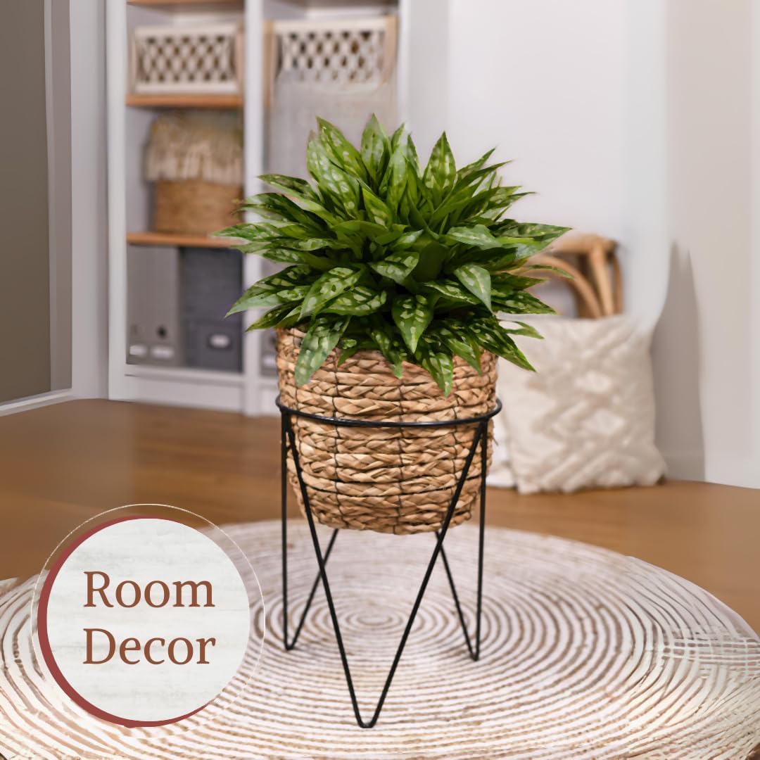 Aglaonema Live Plant Collection (4-Pack) - Chinese Evergreen Plants in 2-Inch Pots | Easy-Care Indoor Houseplants | Perfect for Low Light, Office Decor, and Air Purification