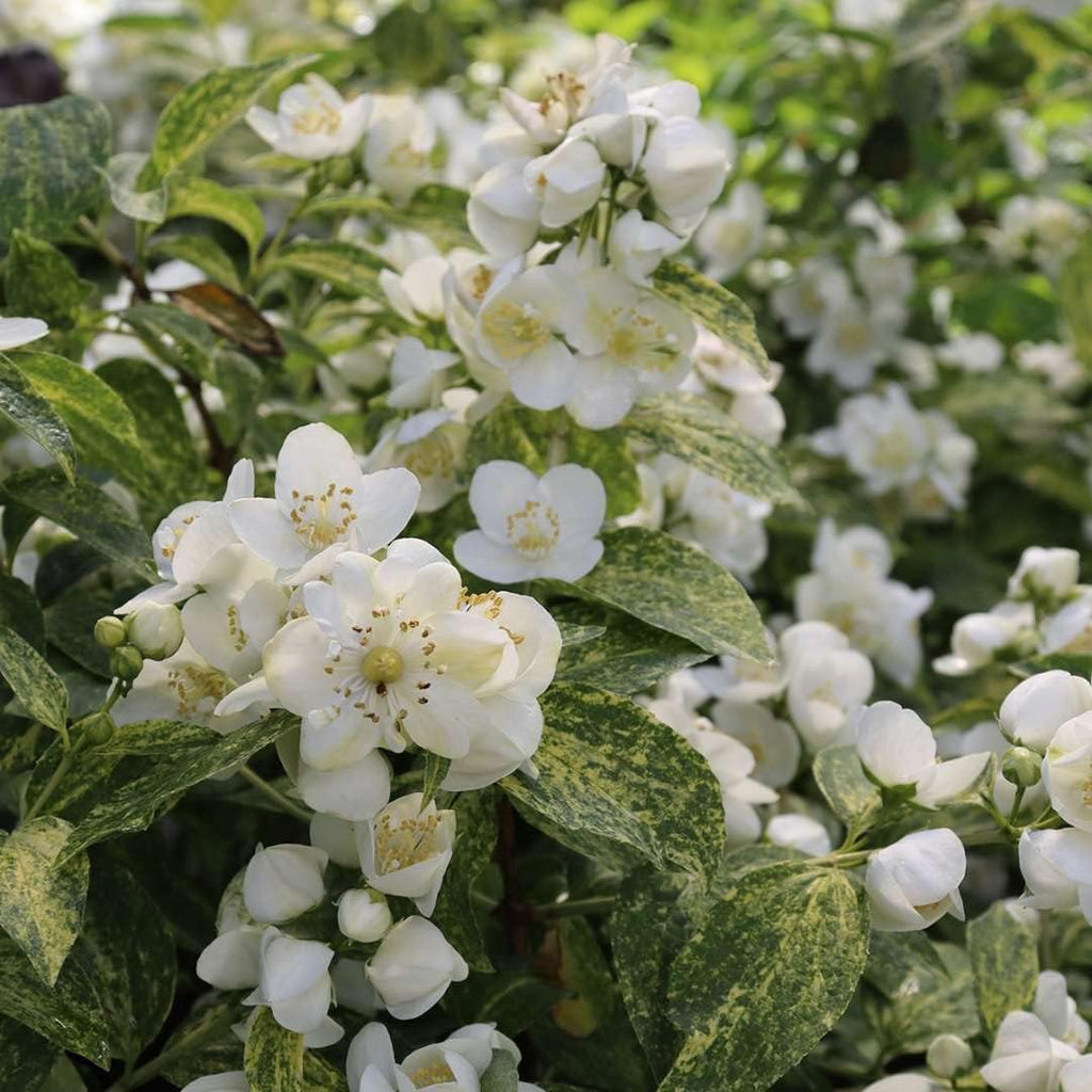 Illuminati Sparks™ Mock Orange - Philadelphus - Proven Winners - 4" Pot