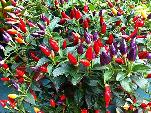 Seeds Decorative Pepper Masquerad Ornamental Hot Chili Pepper Multicolor 25+ Seeds for Planting Ideal for Pots