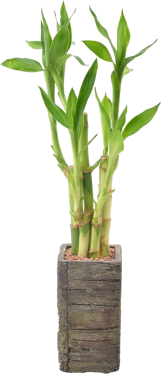 LV25 5-Stem Lucky Bamboo, Live Indoor Plant in Aged Wood Planter for Home, Work, or Gift, Dark ***Cannot Ship to Hawaii**