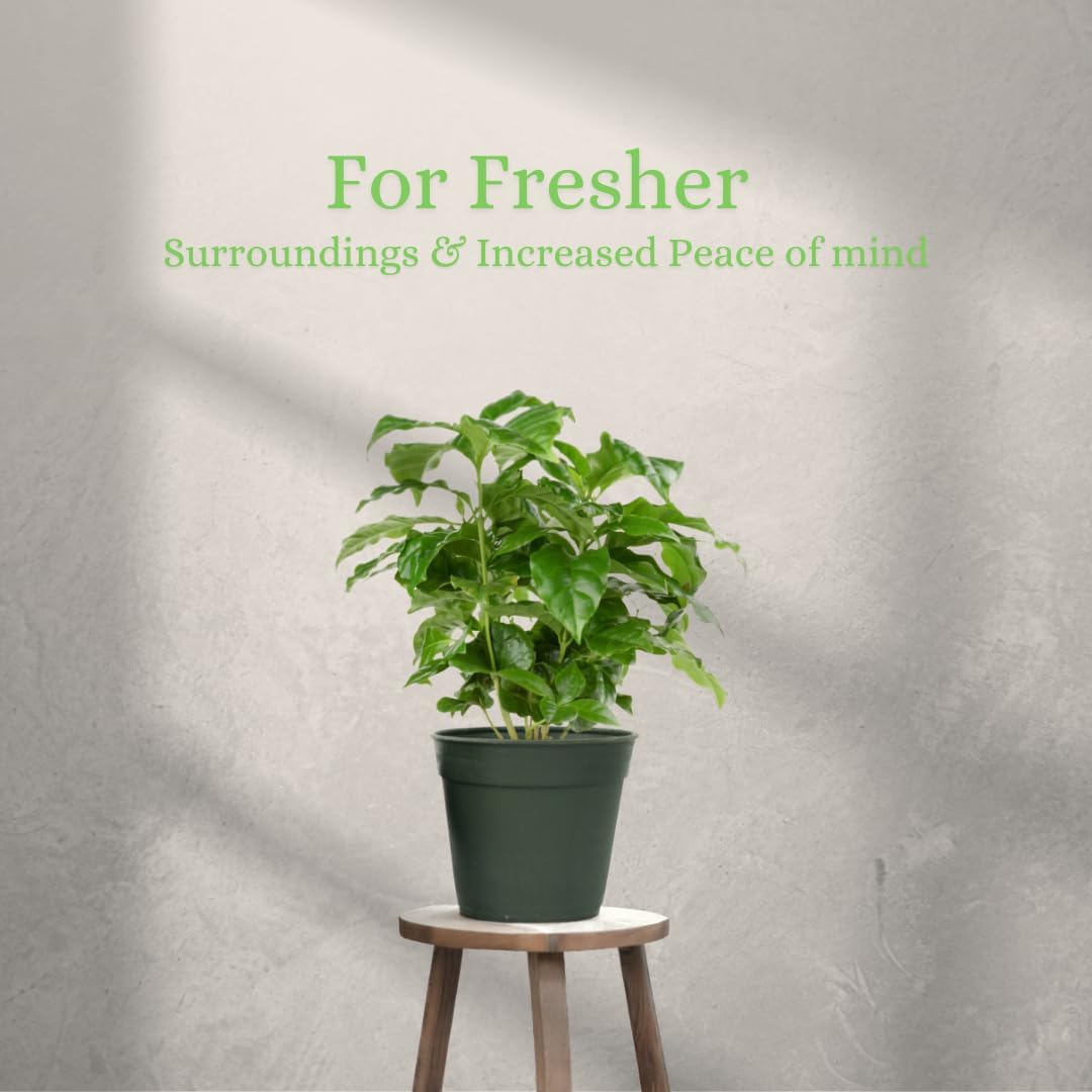 American Plant Exchange Arabica Coffee 3 Pack Fuit Producing Live Plants, Three 4" Pots, Fragrant White Flowers