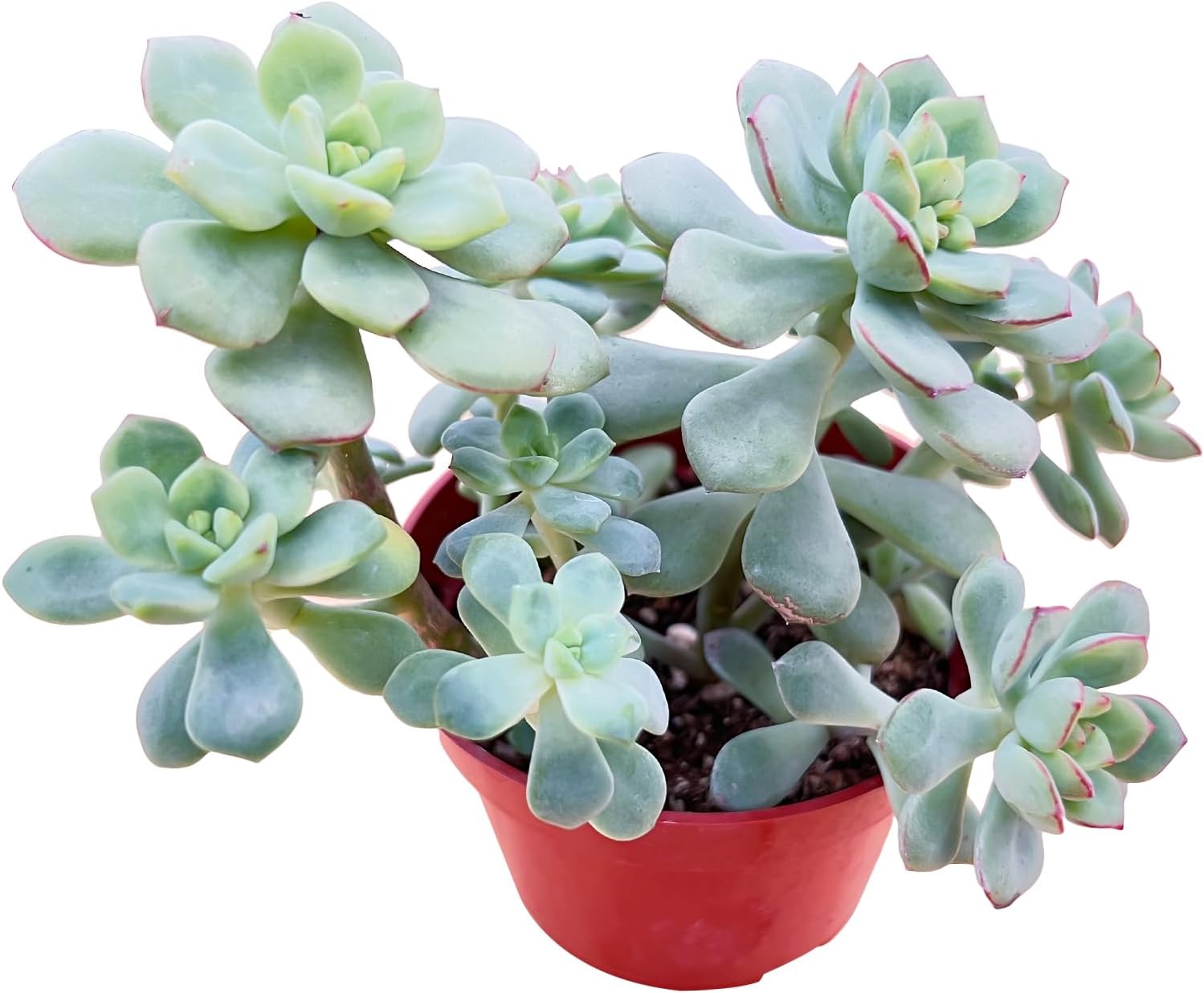 Sprout N Green Echeveria 'Tango', Live Succulent in 4in Pots with Soil, House Plant for Home Office Wedding Hanging Decoration, DIY Projects, Party Favor