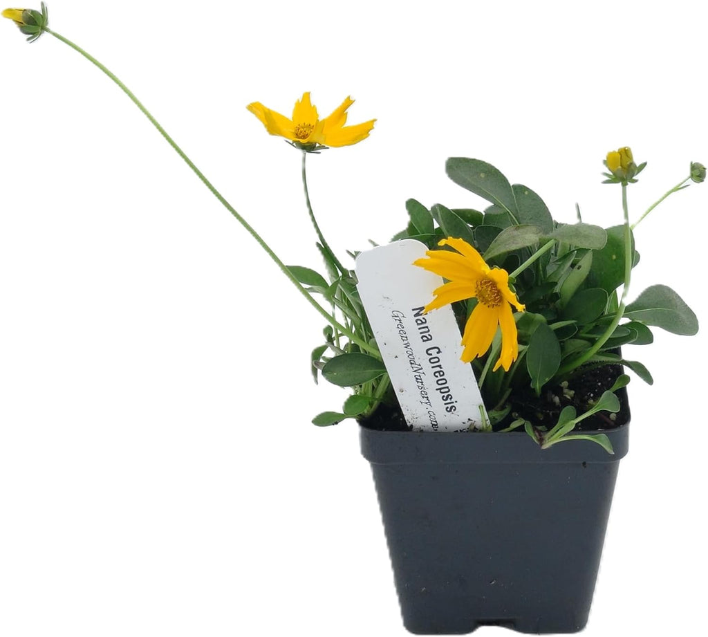 Greenwood Nursery: Live Perennial Plants - Nana Mouse Ear Tickseed + Coreopsis Auriculata - [Qty: 3X Pint Pots] - (Click for Other Available Plants/Quantities)
