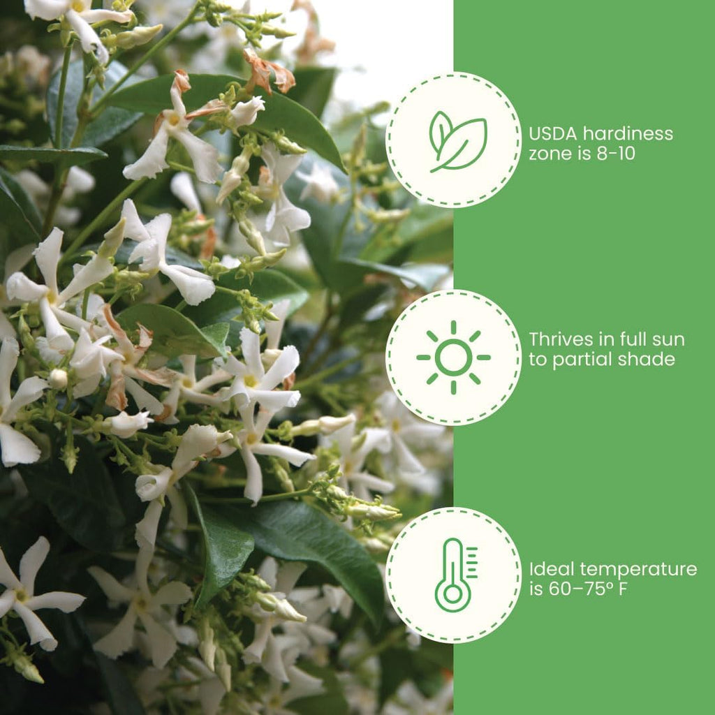 American Plant Exchange Variegated Confederate Jasmine – 6-Inch Pot – Live Fragrant Flowering Vine with Green and White Foliage for Hanging Baskets, Trellises, Patios & Outdoor Décor