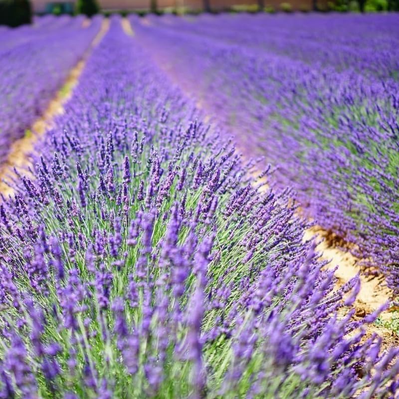 Pack 2 Provence Lavender Live Plants, Perennial Purple Lavender Flowers Shrubs, Fragrant Flower Herb for Planting 4-8 Inch