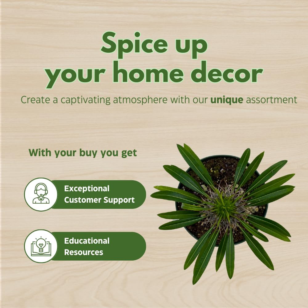 BubbleBlooms Madagascar Palm, Pachypodium Lamerei, in a 4 inch Pot