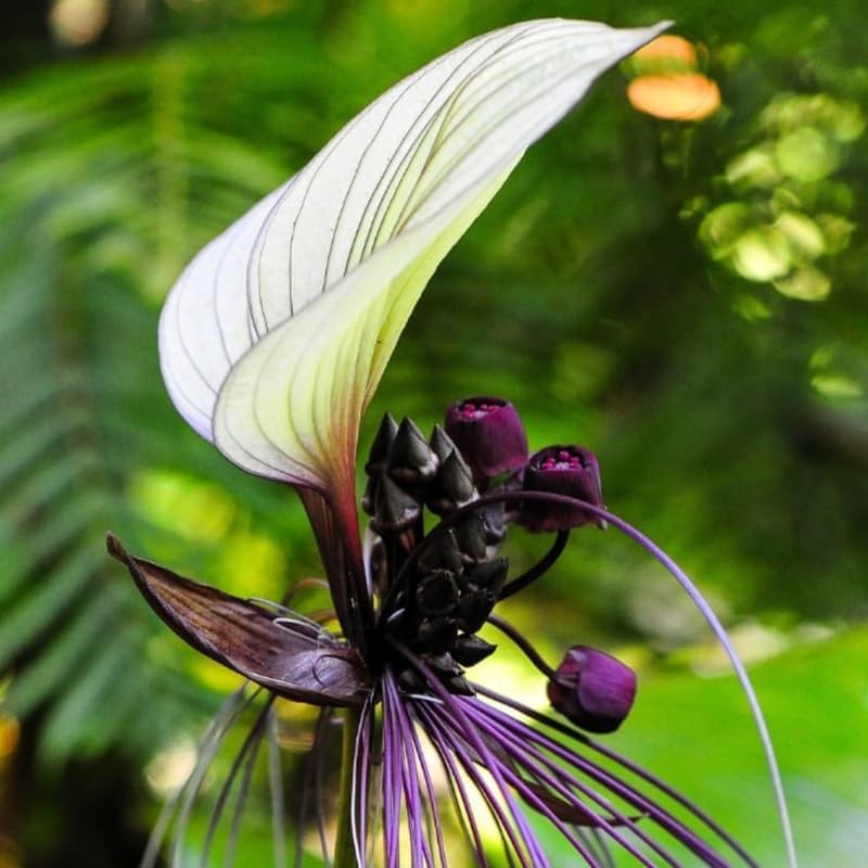 White Tacca Plants Live in 2 Inch Pot, White Bat Flower Well Rooted for Planting Indoor Outdoor, Ornamental Houseplant