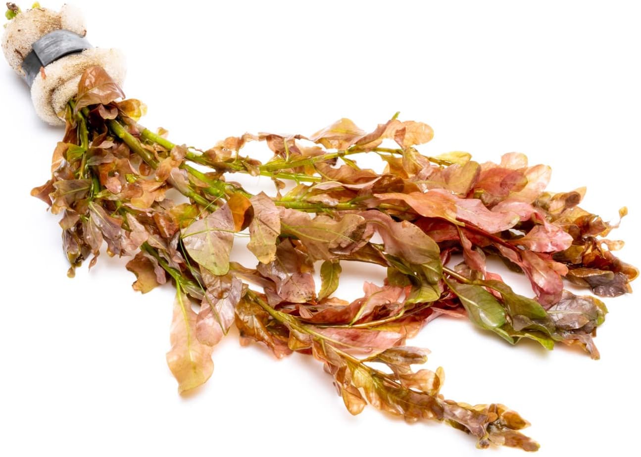 Live Aquarium Stem Plants - Freshwater Aquatic Plant for Fish Tanks, Aquascaping - (Needle Leaf Ludwigia Arcuata, 1 Bunch)