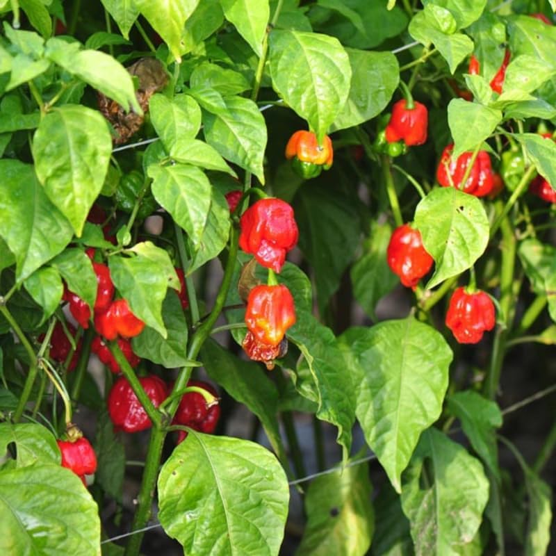 Pack 2 Pepper Plants, Hot Chili Pepper Live Plants for Growing, 80 Days Old Plants (Red Ghost Pepper)