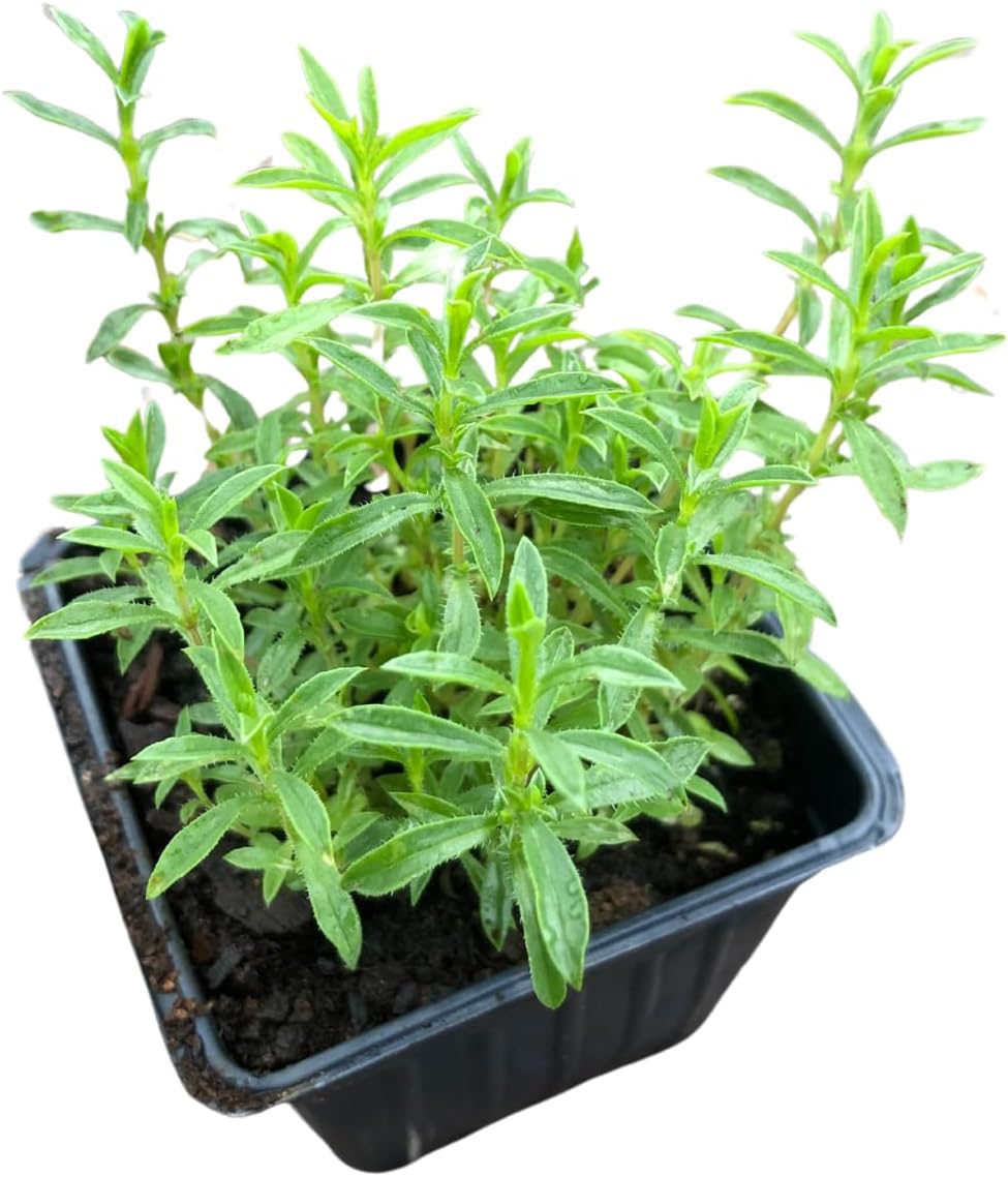 Smoke Camp Crafts Organic Winter Savory Plant in 2.5-inch Pot, Live Perennial Herb