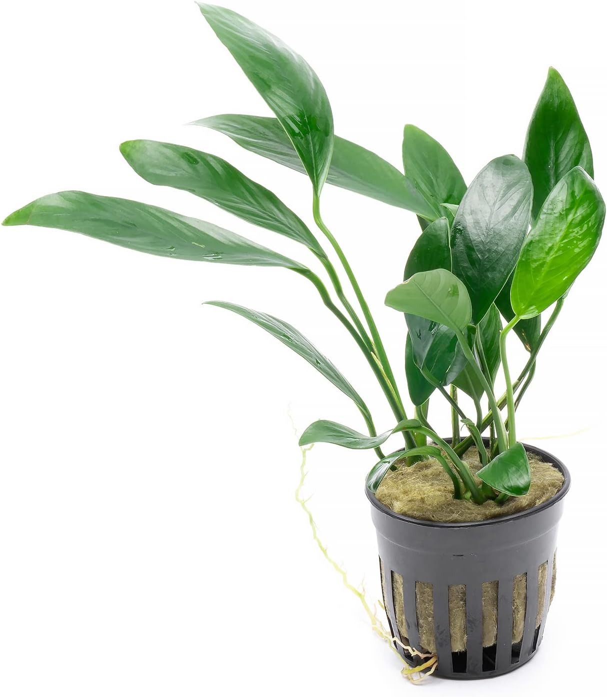 Anubias Live Aquarium Plants - Potted Freshwater Plant for Fish Tanks, Terrariums - Beginner Friendly Low Light (Congensis, 3 Pots)