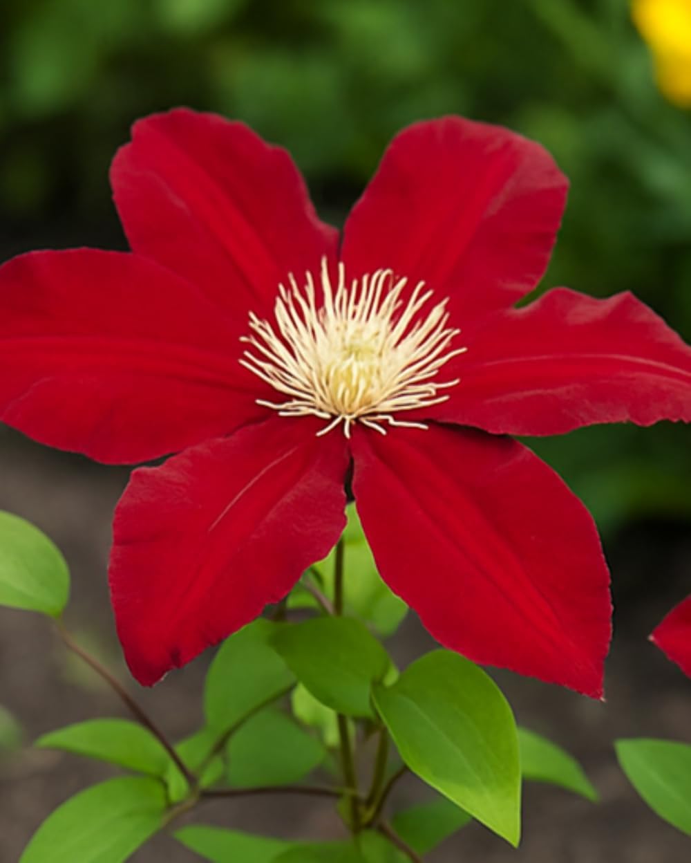 Perennial Farm Clematis 'Rebecca' Hybrid – Live Flowering Vine in 4 Quart Container, Large Velvety Red Blooms, Long Blooming, Compact Climber, Ideal for Trellises, Arbors & Containers