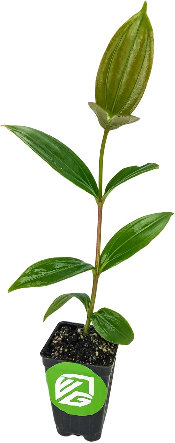 Malaysian Orchid Live Flowering Plant - Medinilla myriantha by Wellspring Gardens - Thriving Medinilla Starter Plant for Indoor or Outdoor Gardens - Vibrant Blooms, Ideal for Enthusiastic Gardeners