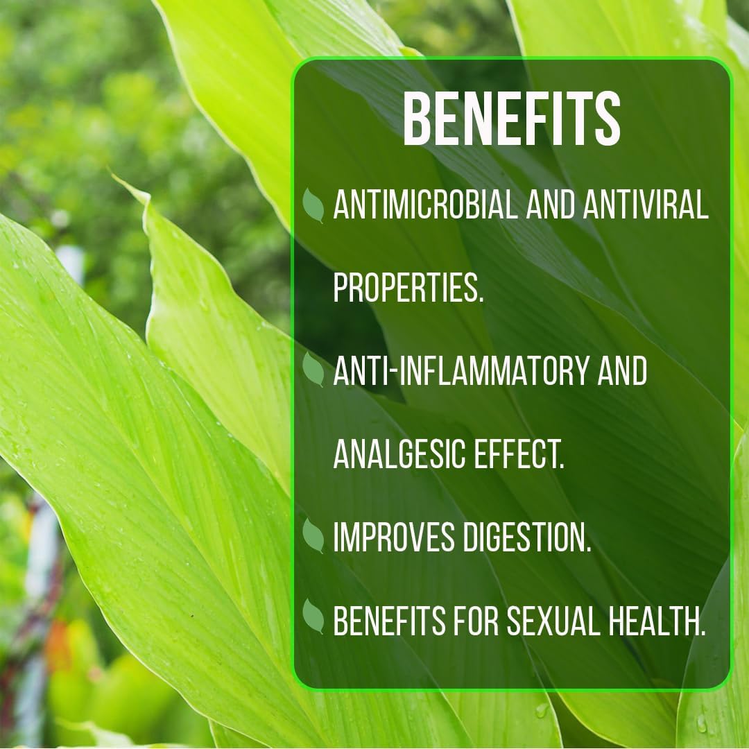 Boesenbergia Chinese Keys (4 Pack) Finger Root/Krachai Ginger Edible Plant Live for Planting| Easy to Grow Plants | Grow Your own Food on Your Edible Organic Garden| Live Ginger for Sale |