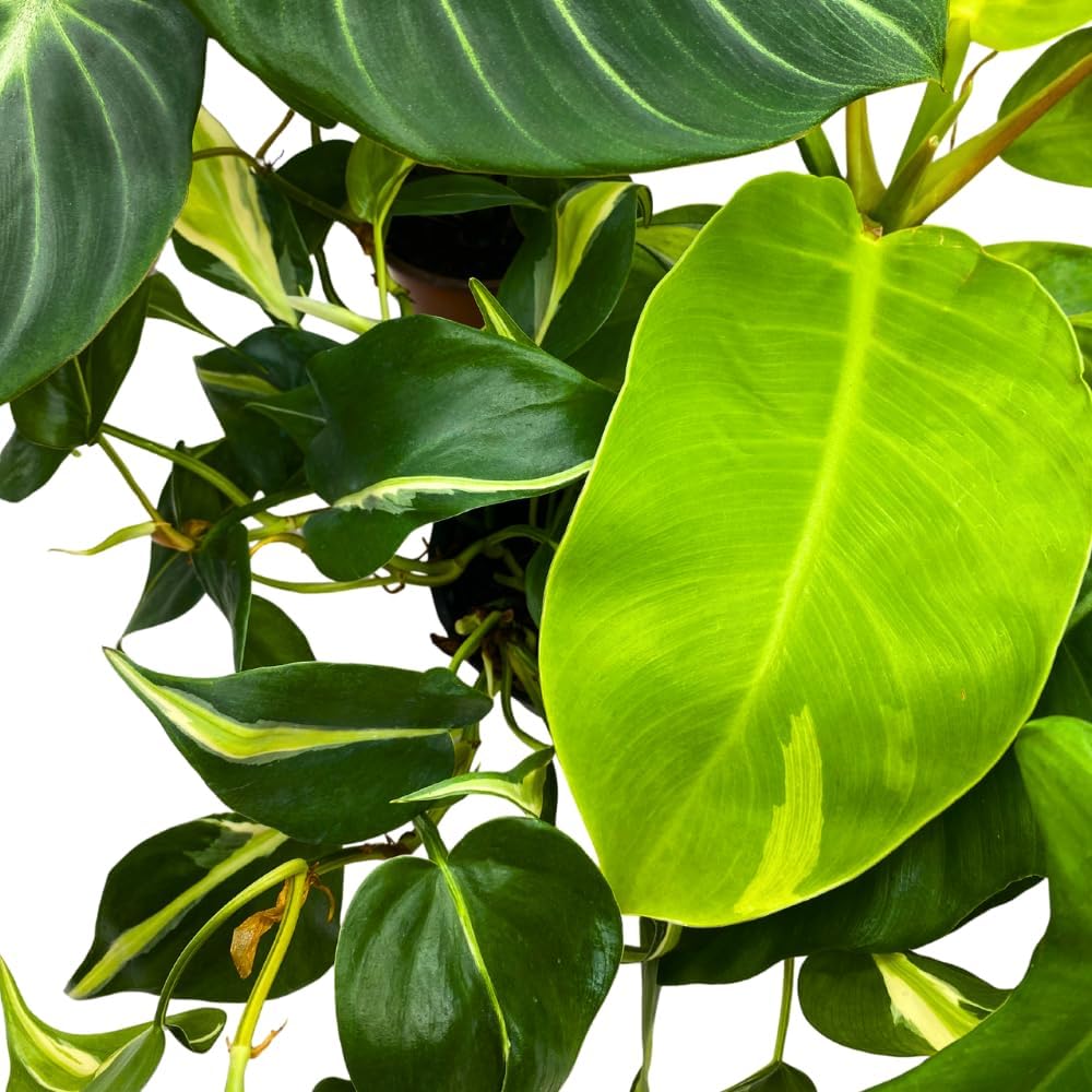 BubbleBlooms Philodendron Assortment in 4 inch Pots Set of 5