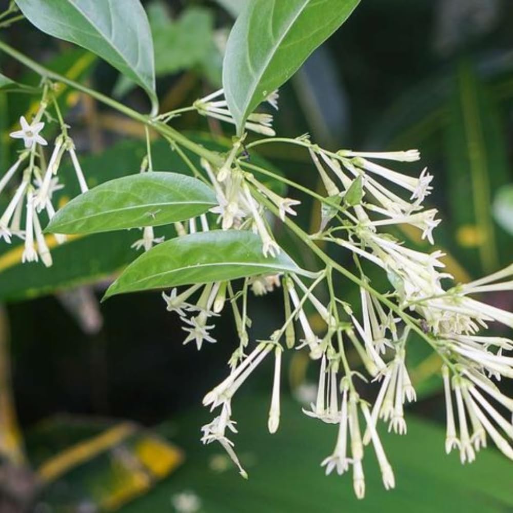 Night Blooming Jasmine Plants Live, Arabian Jasmine Plant Indoor, Fragrant Jasmines Flowers Vine 4 to 7 Inch