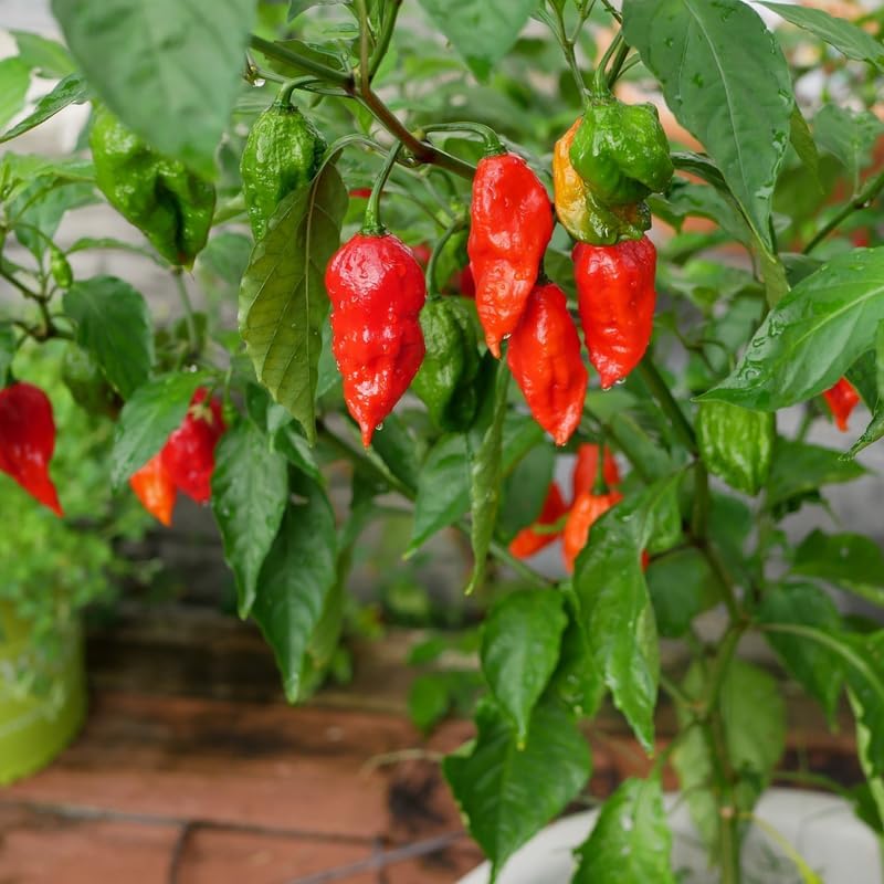 Pack 2 Red Ghost Pepper Plants, Live Red Ghost Pepper Plants, Live Ghost Peppers, Ghost Pepper Plants for Growing, 80 Days Old Plants