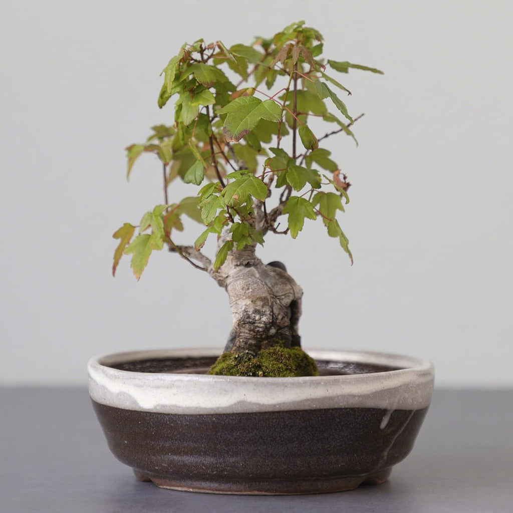 Wazakura Shigaraki Series Handmade Stripe Glazed Ceramic Bonsai Pot with Drainage, 6.6 in (170 mm) Made in Japan, Garden Training Container & Planter - White Stripe Small Size