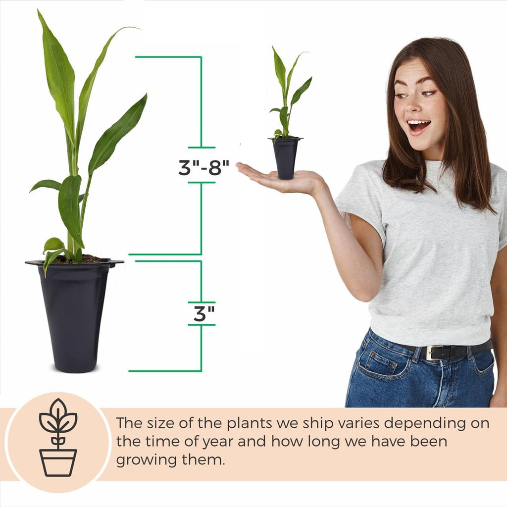 Ginger Root Plant (4 Pack) | Live Edible Plant for Planting | Grow Your Own Fresh Ginger at Home | Spicy & Aromatic Rhizome for Cooking & Tea | Easy to Grow Perennial for Organic Gardens