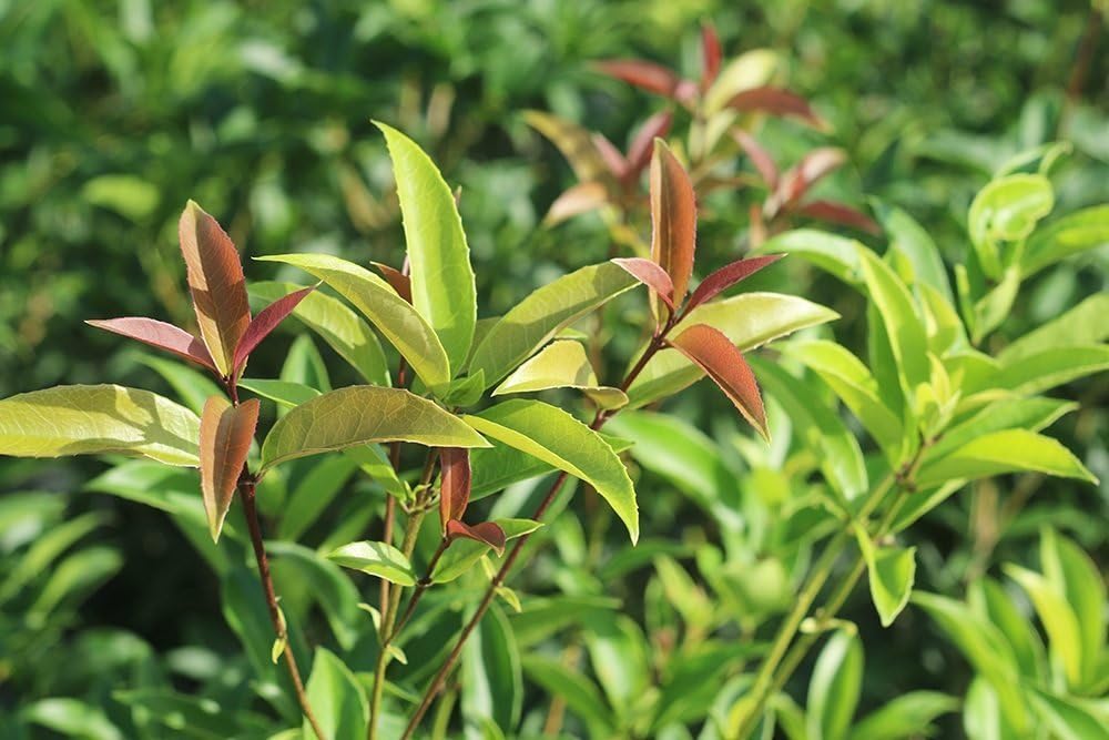 PERFECT PLANTS Tea Olive 1 gallon