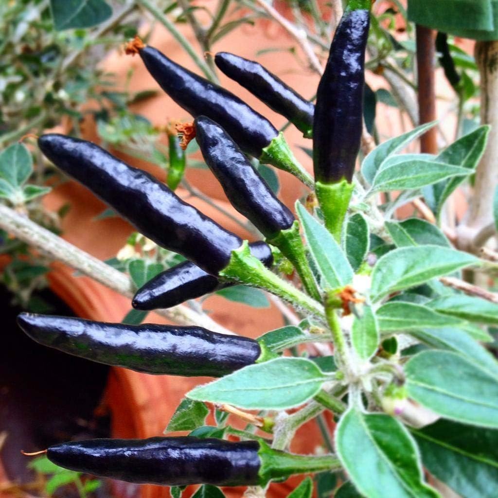 Premium Black Cobra Pepper (Capsicum Annuum) - Rare & Exotic Hot Chili Pepper, Perfect for Home Gardening and Gourmet Cooking (4 bkcbr pep Cups)