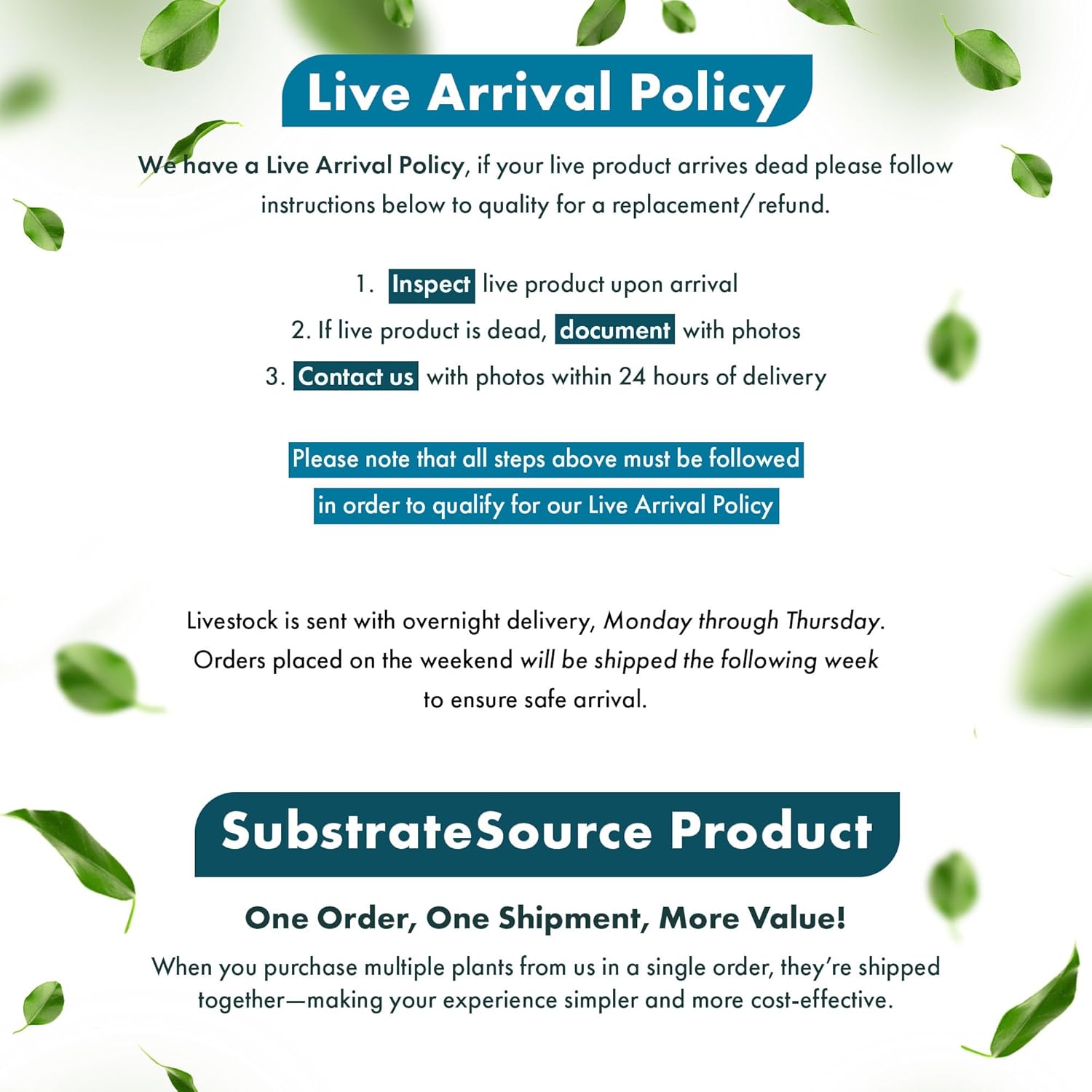 Live Aquarium Stem Plants - Freshwater Aquatic Plant for Fish Tanks, Aquascaping - (Ludwigia Repens, 1 Bunch)