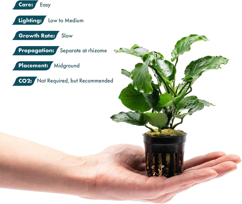 Live Jungle Plants - Anubias Emerald Bloom (Anubias barteri) - Compact Epiphytic Rhizome Plant for Midground Freshwater Aquascapes, Emerald Green Accent - Pot