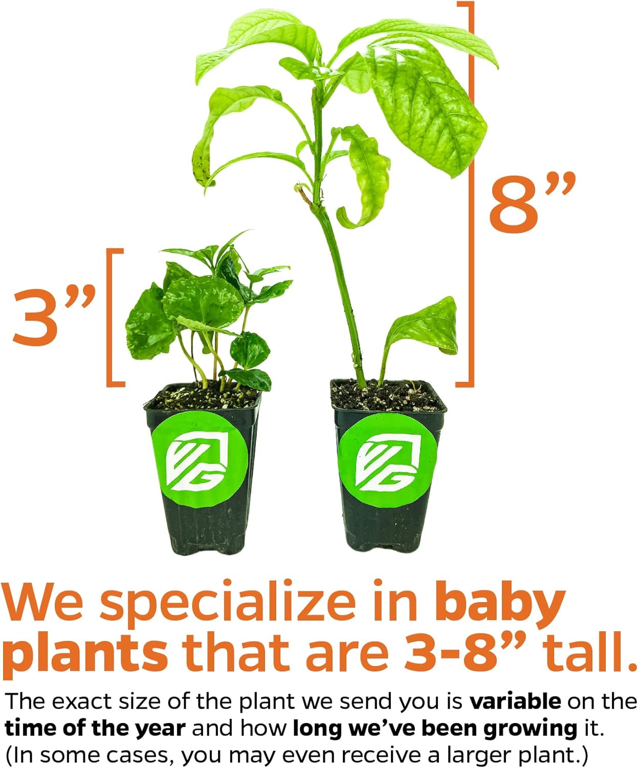 2 Vincent Female Kiwis & 1 Tomuri Male Kiwi (Actinidia chinensis) Bundle by Wellspring Gardens - Thriving Kiwi Plant Pairing - Perfect for Southern Gardens, Pollination Duo