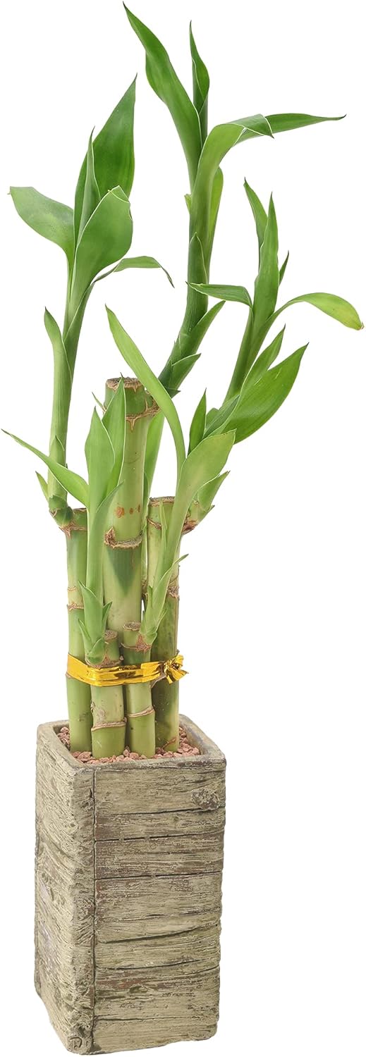 LV24 5-Stem Lucky Bamboo, Live Indoor Plant in Aged Wood Planter for Home, Work, or Gift, Medium ***Cannot Ship to Hawaii***