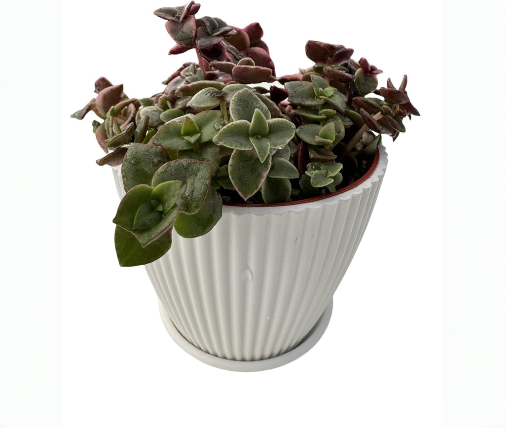 Calico Kitten Succulent with White Stripe Pot, Live Crassula Pellucida Variegata Plant, Rare House Plant for Home Holiday Wedding Garden Decor, DIY Projects, Party Favor