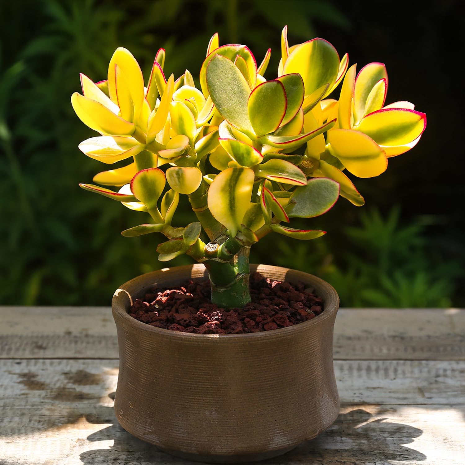 Sprout N Green Golden Jade - Crassula Ovata 'Hummel Sunset', Rare Cute Succulent Plant Fully Rooted in 4" Pot