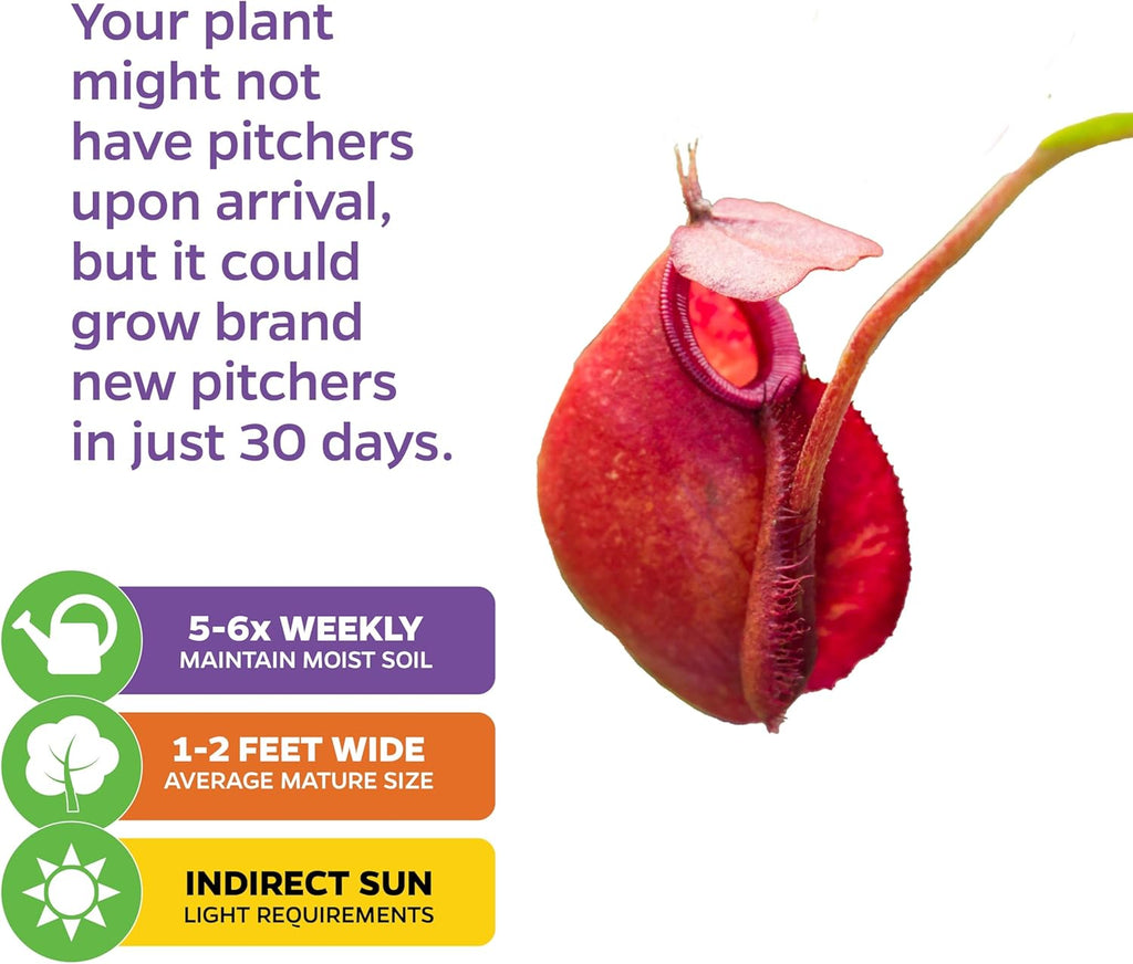 Lady Luck Carnivorous Pitcher Plant - Wellspring Gardens Starter Plant - Nepenthes Ampullaria x Ventricosa - Wellspring Gardens Live Tropical Carnivorous Houseplant
